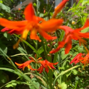 15 Crocosmia (Crocosmia Paniculata Hybrida) corms, orange