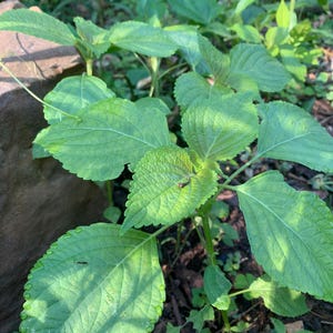 Guayusa Plant - Etsy