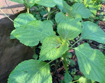Free fist class shipping, 3 Shiso, Korean Perilla plants