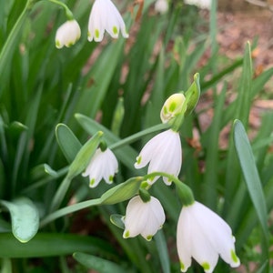 10 Heirloom southern snowdrop bulbs