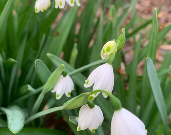 10 Heirloom southern snowdrop bulbs