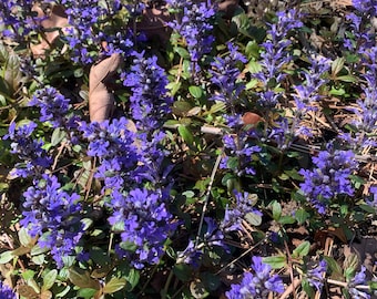 10 plantas de Ajuga (hierba de la luna). Envío gratuito (correo prioritario).