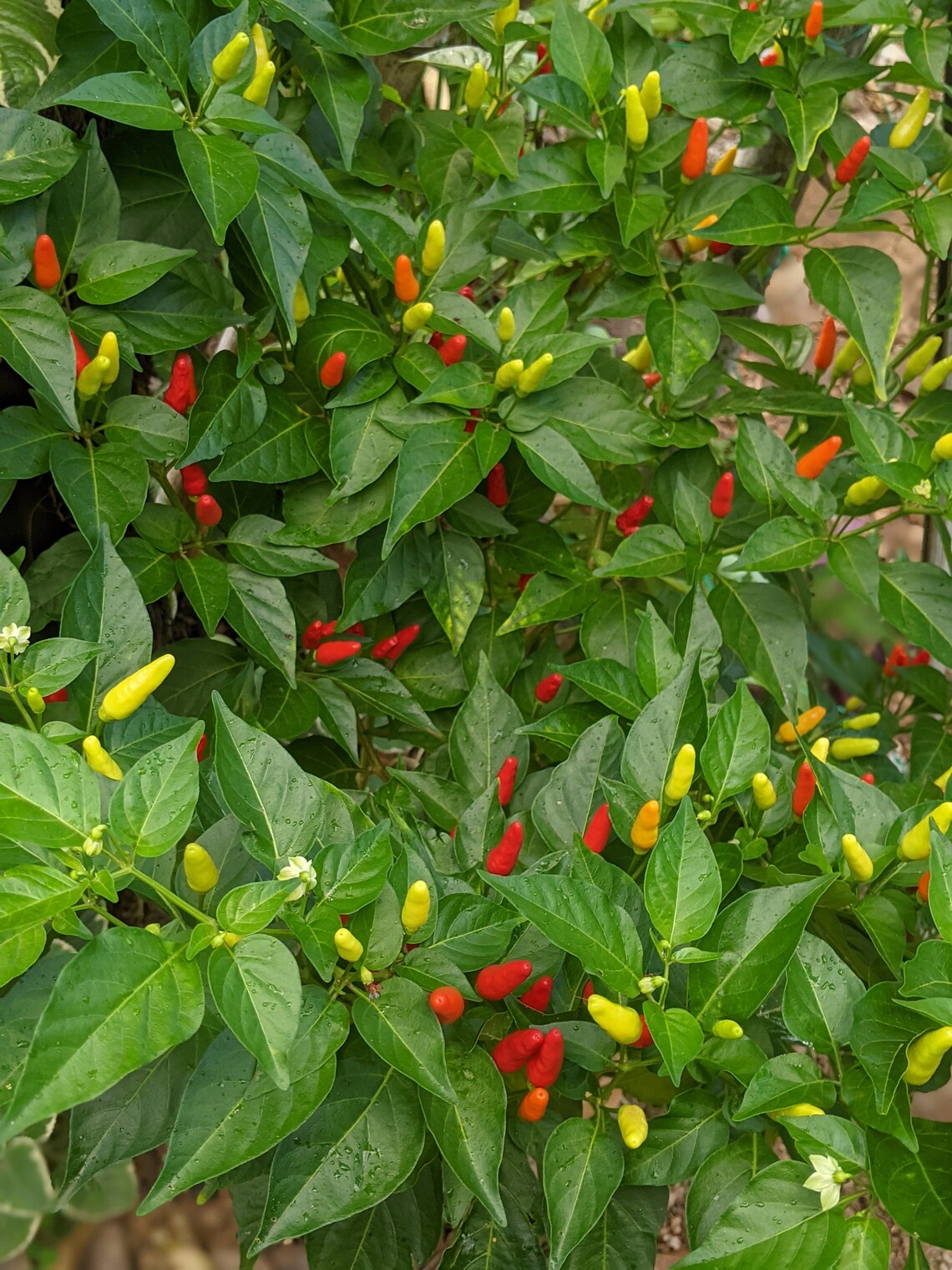 Hawaiian Chili Pepper Seeds Organic, X40 Seeds Etsy