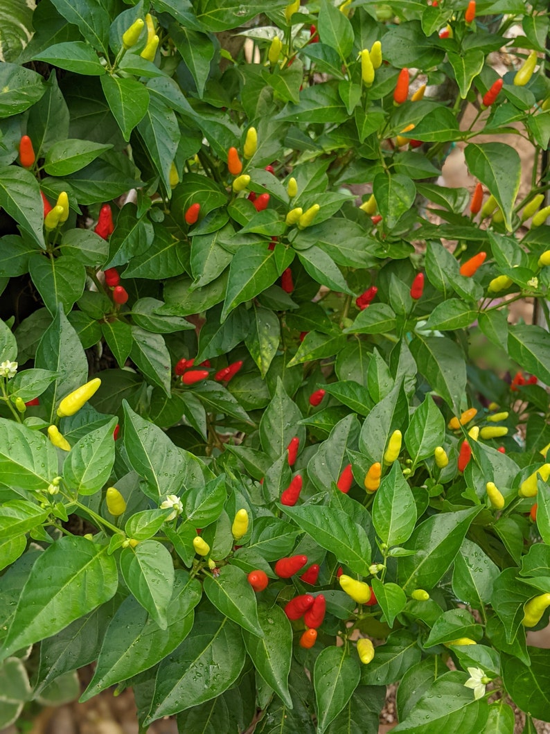 Hawaiian Chili Pepper Seeds Organic, X40 Seeds Etsy