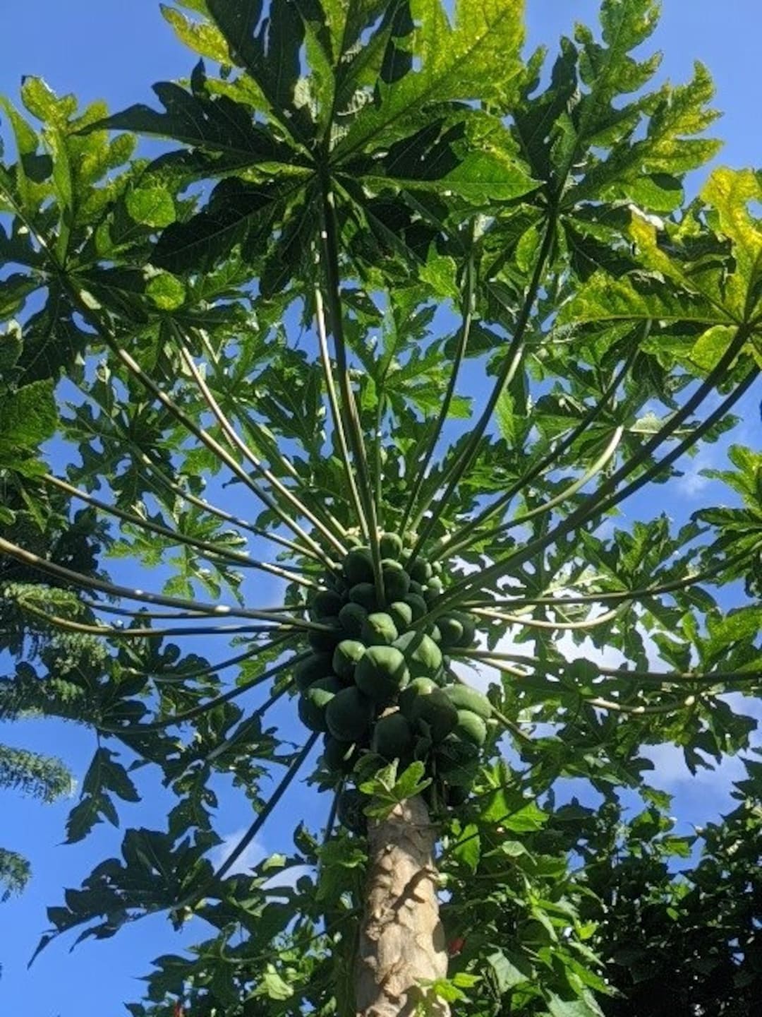Hawaiian Papaya Seeds Organic 'sunrise' & 'sunset' Mixed Variety, X10, X25, X50 Etsy