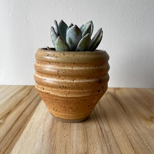 May include: A small, round, ribbed ceramic planter with a speckled tan and brown glaze. The pot contains a single succulent plant with thick, fleshy, blue-green leaves arranged in a tight rosette pattern, centered within the vessel.