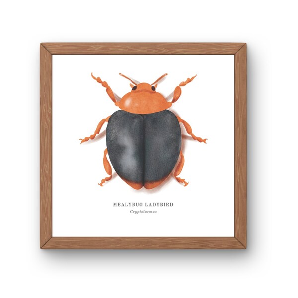 Printable Mealybug Ladybird, Classroom Posters, Kids Room Decor, Entomology, Wall Decor, DIGITAL DOWNLOAD, Homeschool