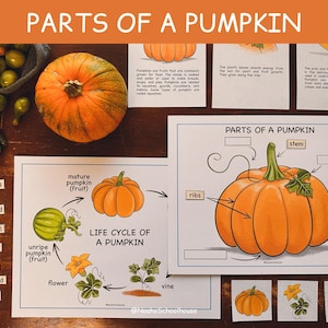 Printable Anatomy of a Pumpkin | Unit Study | Homeschool | Fall Study