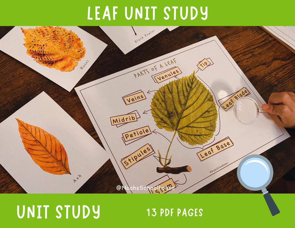 Printable Leaf Unit Study | Nature Study | Kids Botany | Homeschool