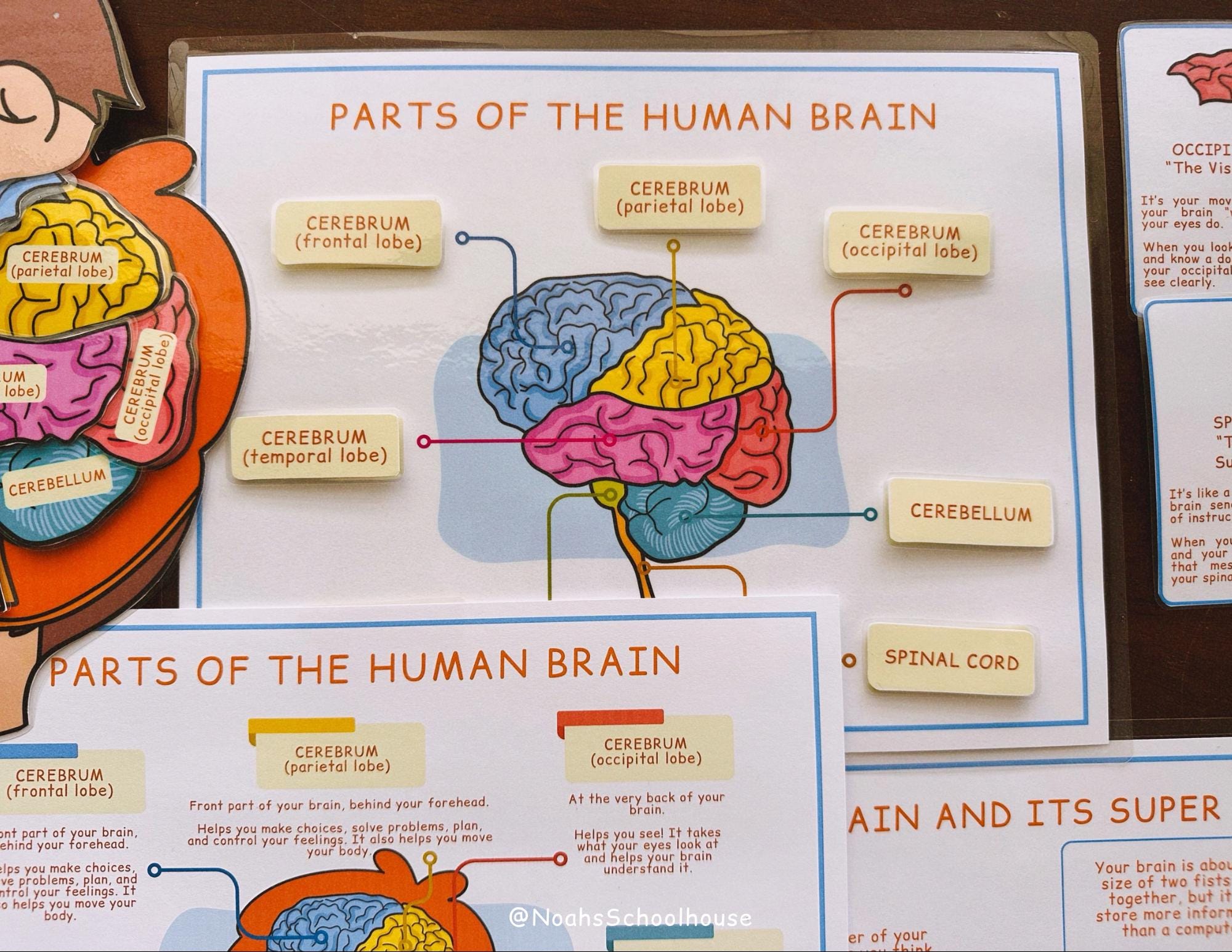 Brain Book Project Brain Anatomy Printable: Kids Homeschool Learning Pack (PDF Download - Etsy