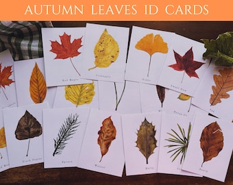 Printable Autumn Leaves Flashcards | Watercolor Leaves Flashcards | Homeschool | Toddler Activities | Classroom Decor