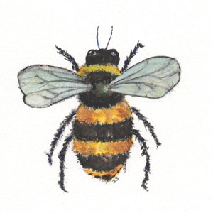 May include: A watercolor painting of a bumblebee with black and yellow stripes, and translucent wings. The bee is facing the viewer with its wings spread out.