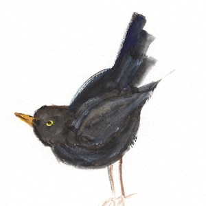 Blackbird Watercolor Painting (Limited Edition Print) by Rachelle Brown