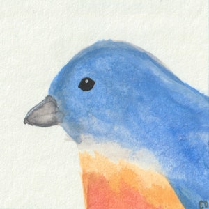 Könnte beinhalten: Ein Aquarellbild eines Blauvogels mit einem hellblauen Körper, einem dunkelgrauen Schnabel und einem schwarzen Auge. Die Brust des Vogels ist hellorange.