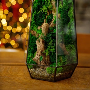 Op de afbeelding: Een glazen terrarium met een geometrische vorm, gevuld met groen mos en een stuk drijfhout. Het terrarium staat op een houten oppervlak.