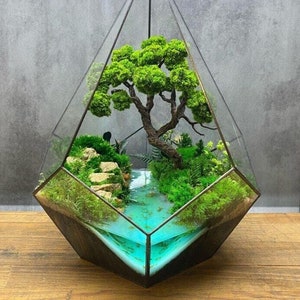 アグラオネマ ライト オブ ダイヤモンド 珍しいユニークな植物 - Etsy 日本