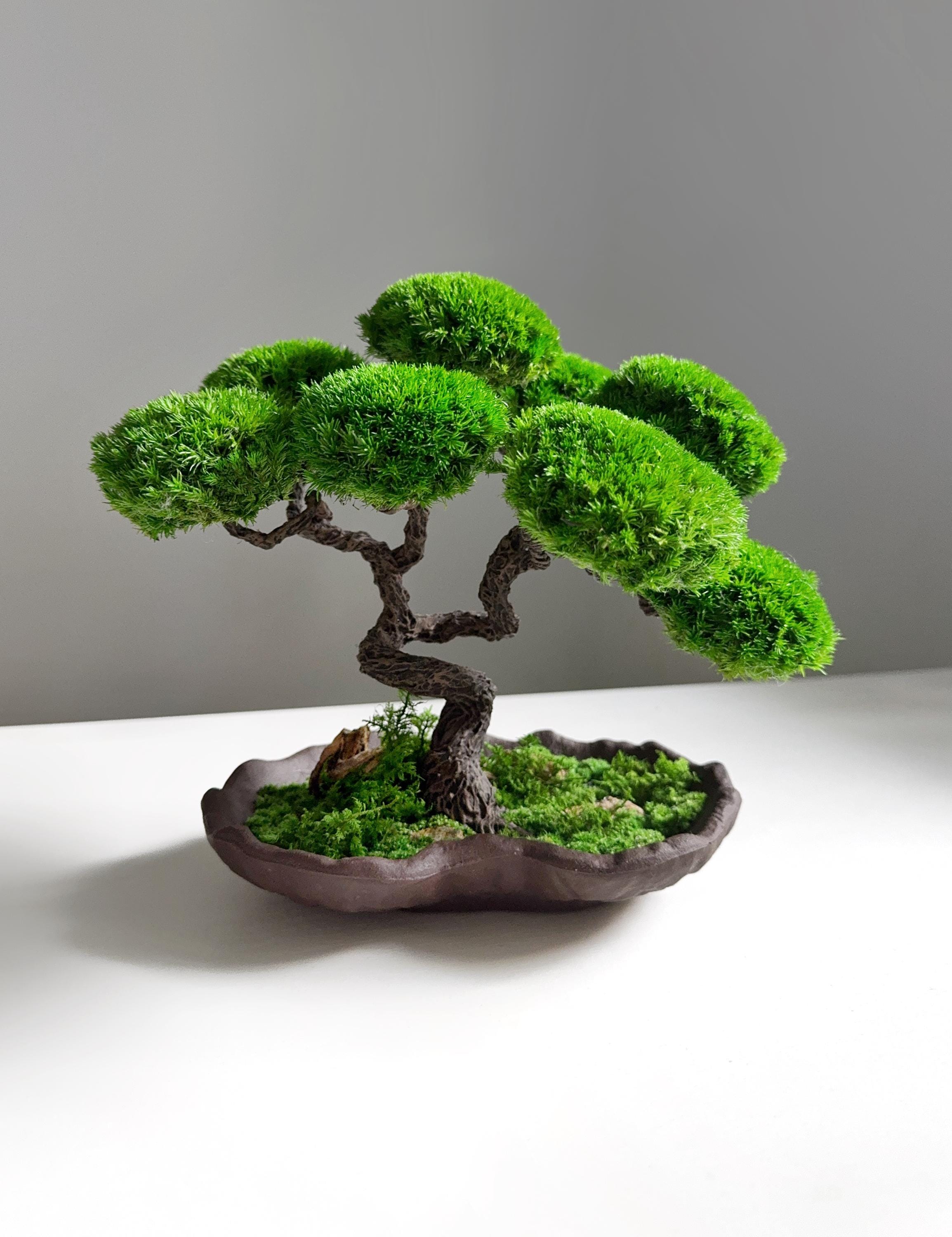 Mums and Bonsai - Etsy