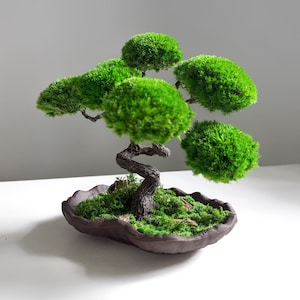 Lucky Tree Bonsai - Elegant Zen Décor