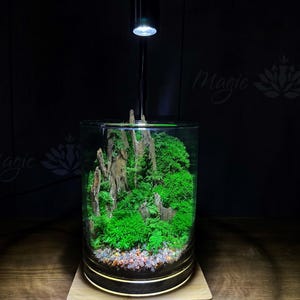 Konserviertes Moos Terrarium im Glas Zylinder | Pflegefreies grünes Dekor | Mini Zen Wald Moos Kunst | Schreibtisch Regal Dekor | Optional LED-Lampe