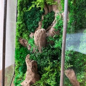Op de afbeelding: Een ingelijst mos terrarium met verschillende soorten groen mos en een stuk drijfhout. Het terrarium bevindt zich in een helder glazen frame met een bruin houten frame.