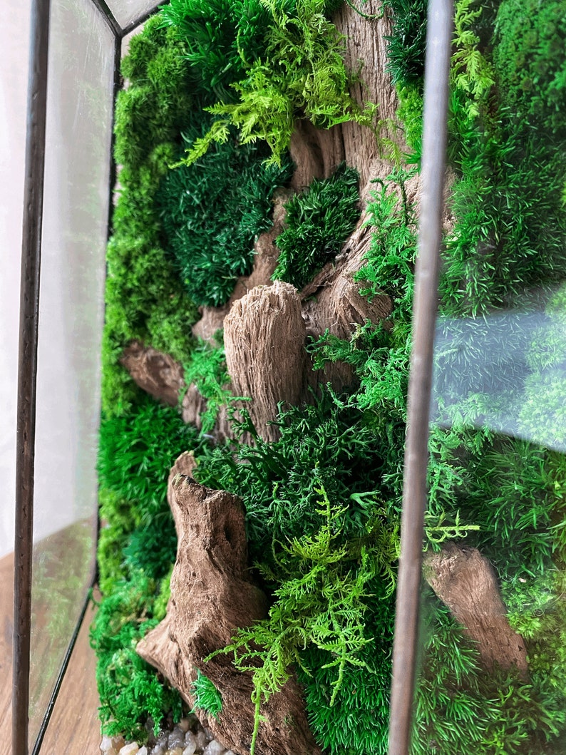 Op de afbeelding: Een ingelijst mos terrarium met verschillende soorten groen mos en een stuk drijfhout. Het terrarium bevindt zich in een helder glazen frame met een bruin houten frame.