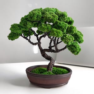 May include: A small bonsai tree with a brown pot and green moss. The tree has a twisted trunk and many branches with green leaves.