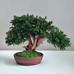 Op de afbeelding: Een bonsai boom met levendig groene bladeren en een verweerde, bruine stam. De boom staat in een roodbruine, ovale pot gevuld met groen mos. De bonsai is een miniatuurboom, een vorm van levende kunst.