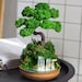 see more listings in the BONSAI section