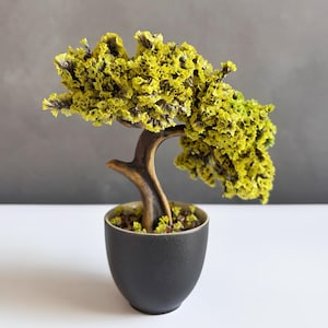 May include: A decorative bonsai-style plant featuring a curved brown trunk and dense clusters of small, bright yellow flowers. The plant is potted in a matte black ceramic container with a rounded base, filled with small pebbles at the soil level.