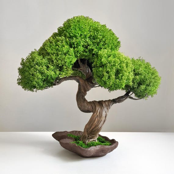 japanese maple bonsai indoor Japanese Maple Bonsai Tree 25JM49  Bella Bonsai Nursery