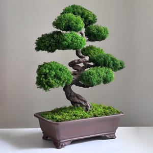 May include: A bonsai tree with vibrant green foliage and a textured, brown trunk. The tree is planted in a rectangular, brown ceramic pot filled with green moss. The bonsai is a decorative plant.