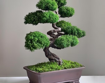 May include: A bonsai tree with vibrant green foliage and a textured, brown trunk. The tree is planted in a rectangular, brown ceramic pot filled with green moss. The bonsai is a decorative plant.
