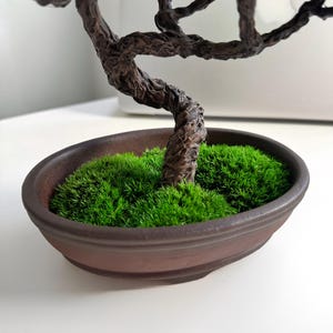 Perfect Elegant Japanese  Low-Maintenance Bonsai Tree