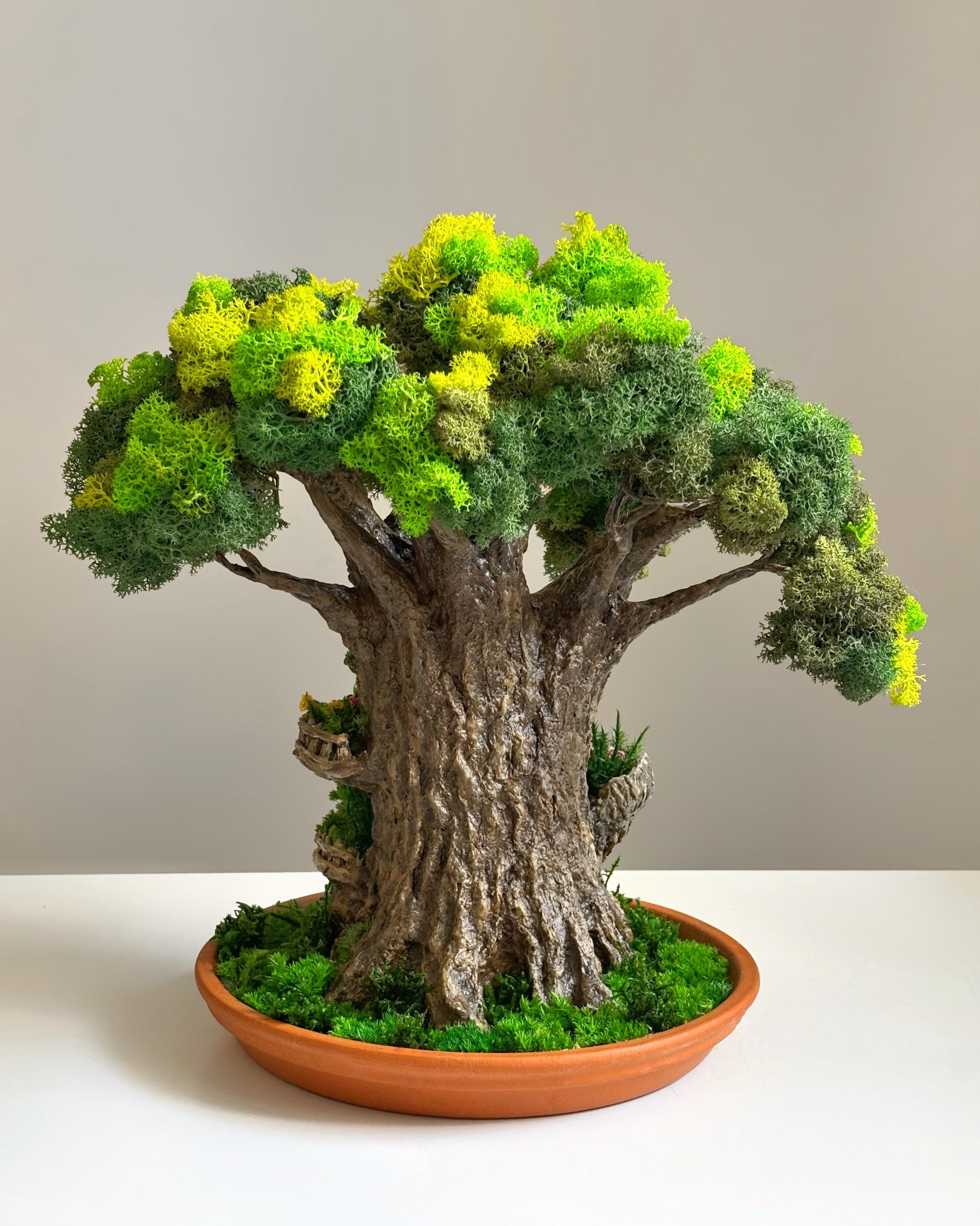 ficus bonsai giftig für katzen Ficus Microcarpa Ginseng – Eleganter Bonsai für Innenräume