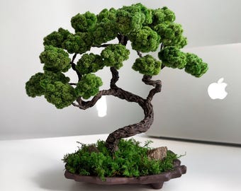 Mini bonsai di muschio conservato, decorazione da scrivania in stile zen giapponese, pianta fatta a mano che non richiede cure, in vaso di ceramica, regalo per casa e ufficio.