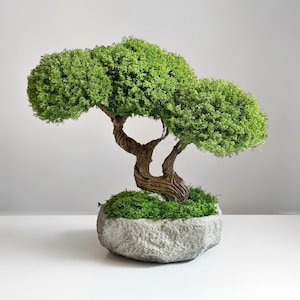 Preserved Moss Japanese Bonsai Tree 13.8×14.6 in, Ceramic Pot