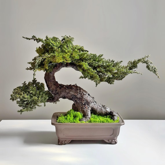 bonsai microcarpa ginseng Ficus Microcarpa 'Ginseng' – Chicago Plants