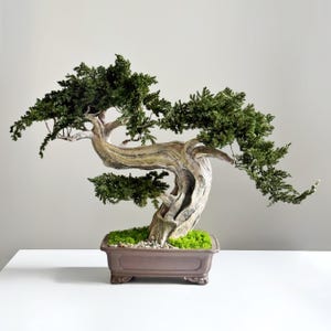 Großer erhaltener Wacholder Bonsai Baum mit Moos - Japanisches Zen-Dekor für Zuhause & Büro, Wartungsfreies Zimmerpflanzen Geschenk