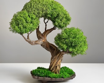Preserved Moss Bonsai Tree in Ceramic Planter, No Watering Indoor Decor, Zen Desk Accent, Japandi Home Gift, Unique Office Decoration