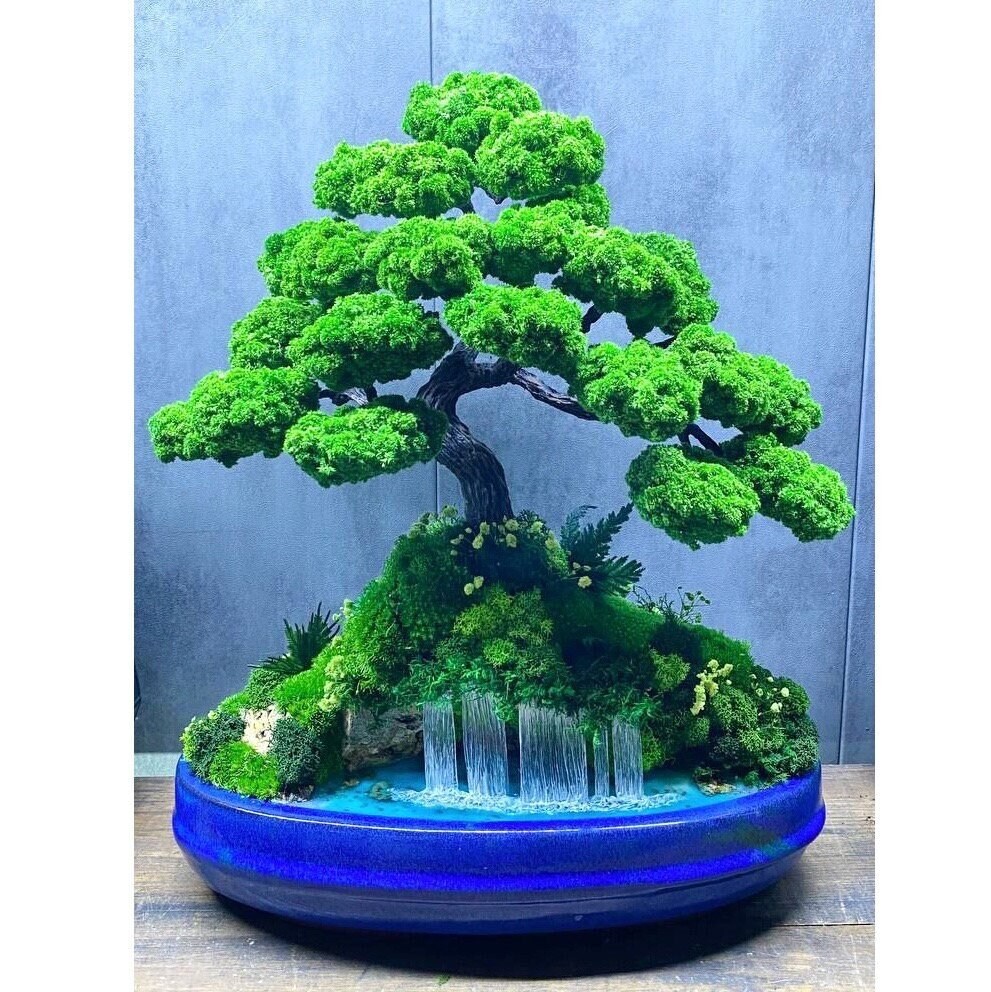 gleditsia bonsai Thornless Honey Locust Tree Seeds — Gleditsia inermis main image 0