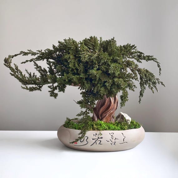 Preserved Juniper Bonsai Tree, Handmade Moss Bonsai Sculpture in Ceramic  Pot, Japanese Zen Office and Home Decor - Etsy