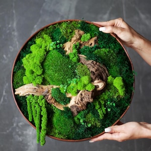 Moss wall art Circle with moss Wooden decor handing pictures panel mosswall art home green decor handmade room wood office gift for boss