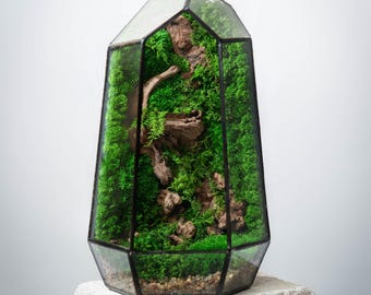Geometric Glass Moss Terrarium | Preserved Moss & Driftwood Decor | Low Maintenance Modern Home Accent | Handmade Gift