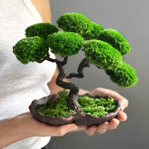 Preserved Moss Japanese Bonsai