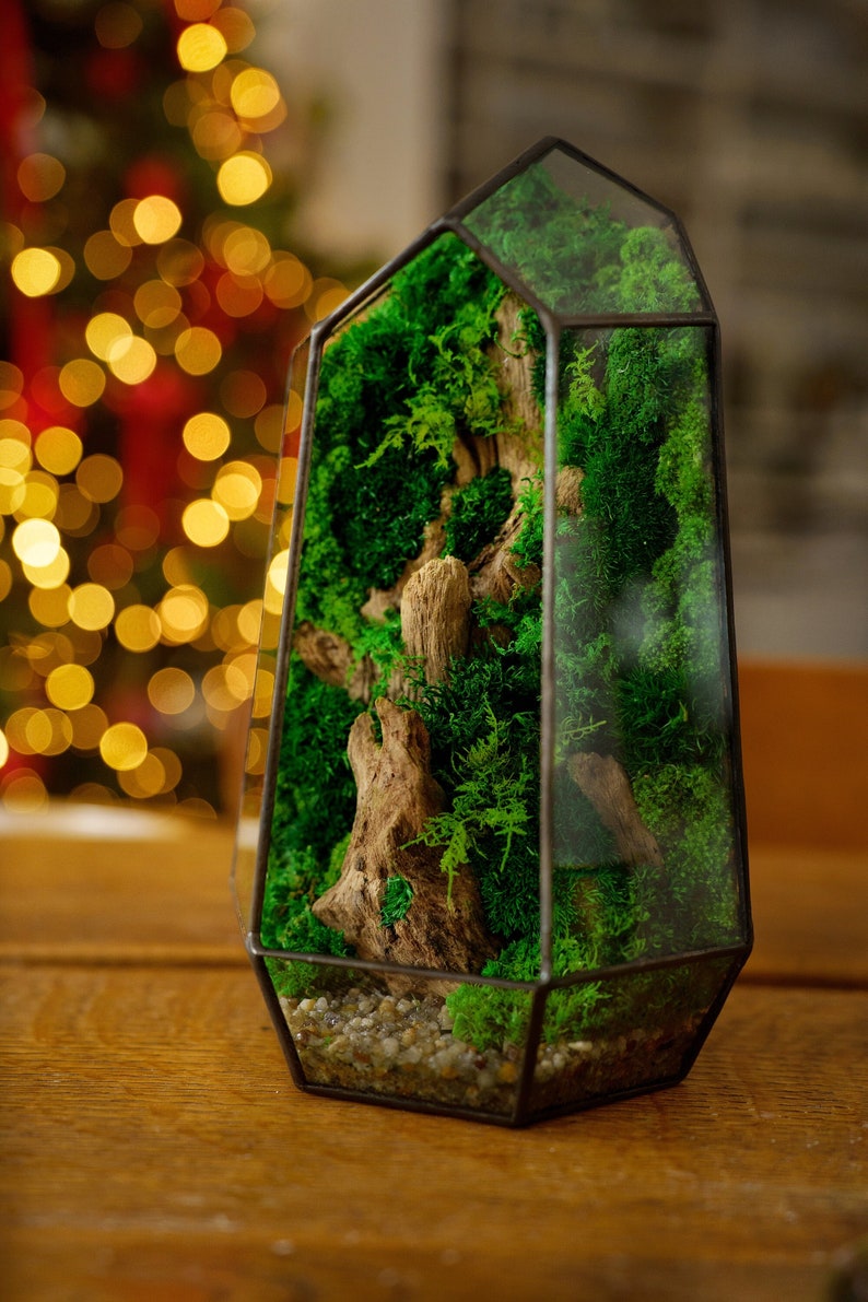 Op de afbeelding: Een glazen terrarium met een geometrische vorm, gevuld met groen mos en een stuk drijfhout. Het terrarium staat op een houten oppervlak.
