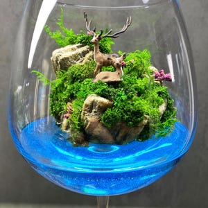 多肉植物ハオルチア クリスタルブルー 透明多肉植物 盆栽 鉢植え 種子