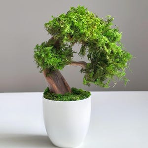 May include: A small bonsai tree in a white ceramic pot. The tree features vibrant green foliage and a brown trunk. The pot is a simple, rounded shape, and the background is a neutral gray.