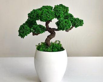 Mini Moss Bonsai Tree | Preserved Zen Decor in White Ceramic Pot | No-Care Japandi Gift