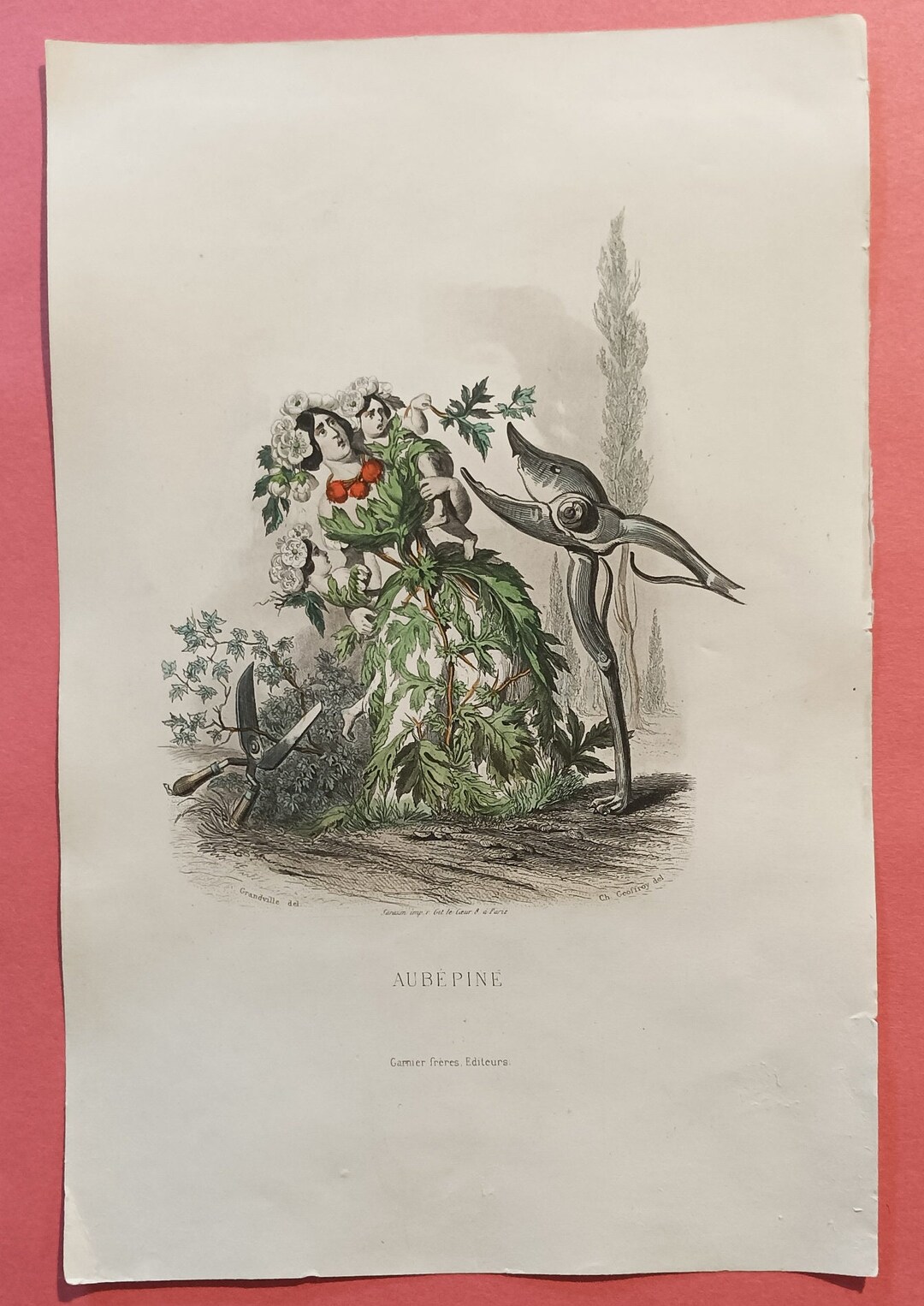 Original Engraving ANIMATED FLOWERS by Grandville AUBEPINE Etsy