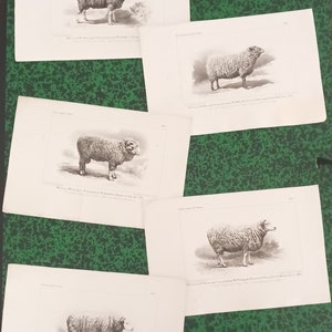 Lot of 5 original engravings 1854 - SHEEP - Agricultural competition
